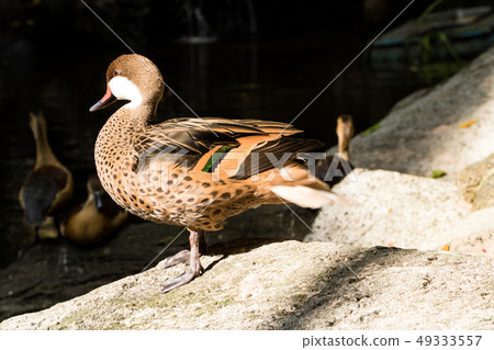 white cheeked pintail, Anas bahamensis, Bahama 49333557