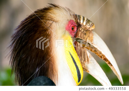 Male Wreathed hornbill, Bar-pouched wreathed 49333558