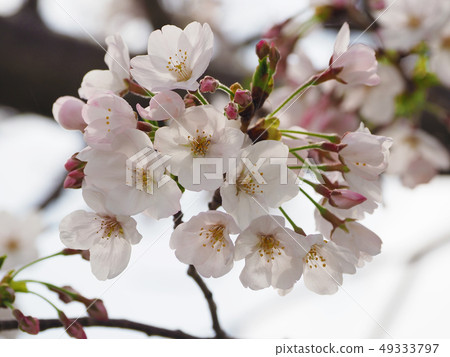 Sakura (natural texture) 49333797