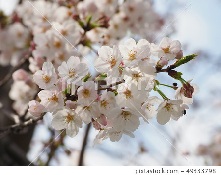 Sakura (natural texture) 49333798