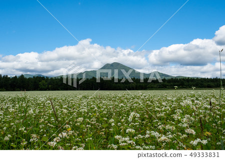 開花的草甸北海道根室 開花的草甸北海道根室 49333831