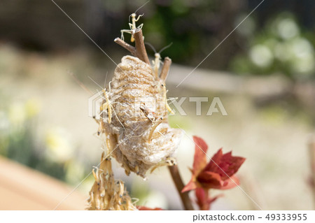 Mantis hatching 49333955