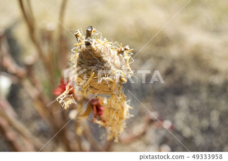 螳螂孵化 49333958