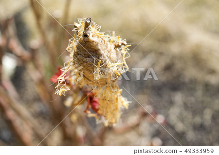 Mantis hatching 49333959