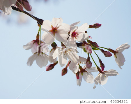 Sakura (natural texture) Sakura (natural texture) 49334221