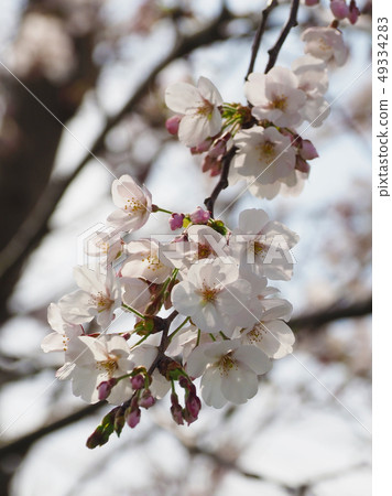 櫻花（天然紋理） 49334283