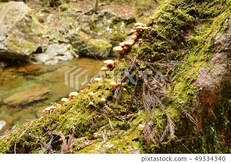 Mushroom Akame Shijuhachitaki Mie Prefecture 49334340