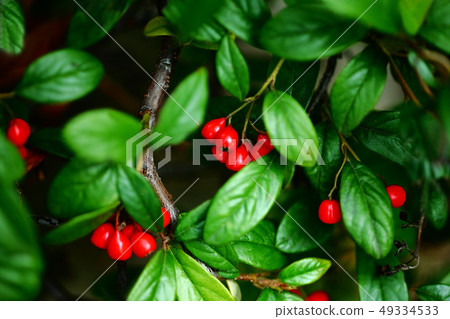 Red fruit 49334533