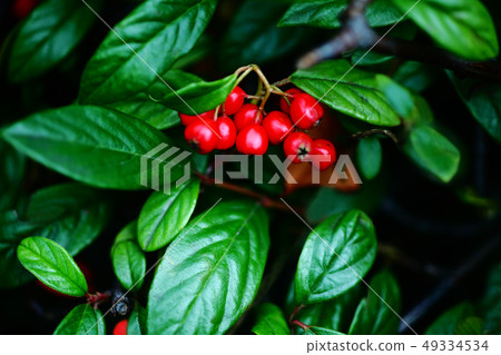 Red fruit 49334534
