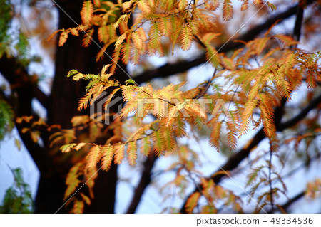 Autumn leaves of Metasequoia Autumn leaves of Metasequoia 49334536