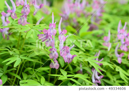 亞得里亞酸 49334606