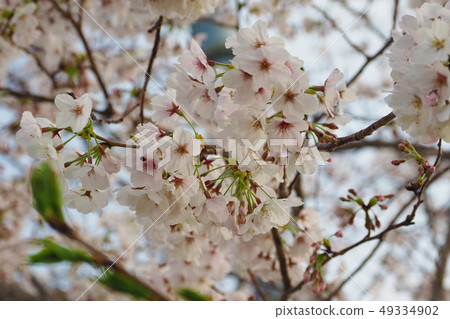 Sakura (natural texture) Sakura (natural texture) 49334902