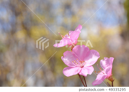 Yashiro Azalea Yashiro Azalea 49335295