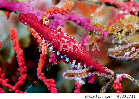 Benikinotsu Tsumugai 49335711