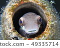 虹鱒魚 虹鱒魚 49335714