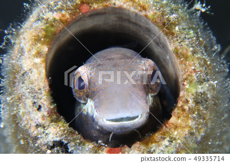 Rainbow trout 49335714