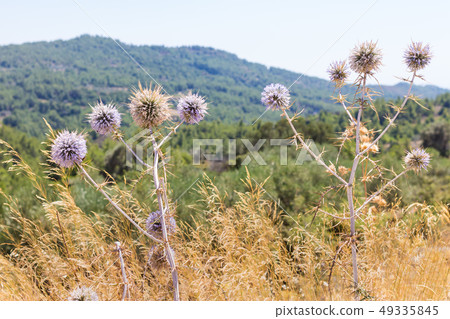 Dried thistle with spines in autumn 49335845