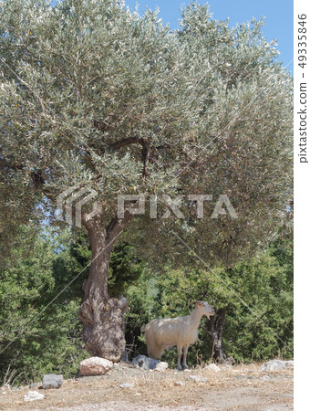 white goat stands in the shade of the olive tree white goat stands in the shade of the olive tree 49335846