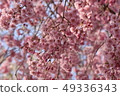 櫻桃樹 49336343