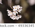 櫻桃樹 49336345