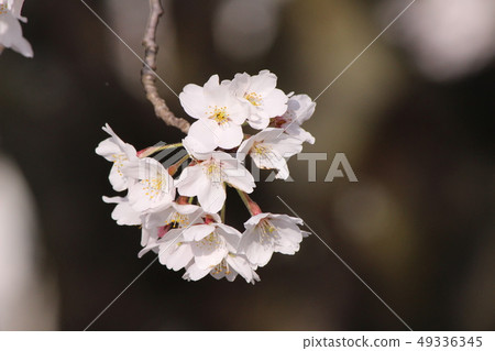 櫻桃樹 櫻桃樹 49336345