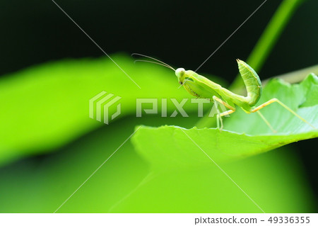 毛蟲幼蟲 49336355