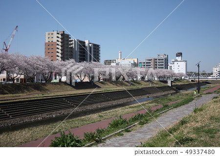 一條河的櫻花 49337480