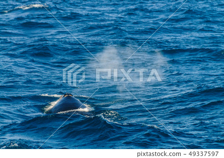 Blowhole of a diving southern right whale. 49337597