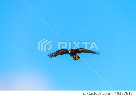 Striated Caracara on the Falkland Islands Striated Caracara on the Falkland Islands 49337612
