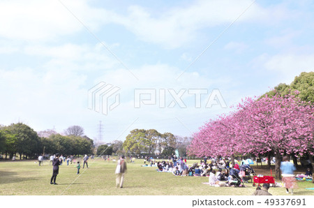 Sakura Hanami Kishine Park 49337691