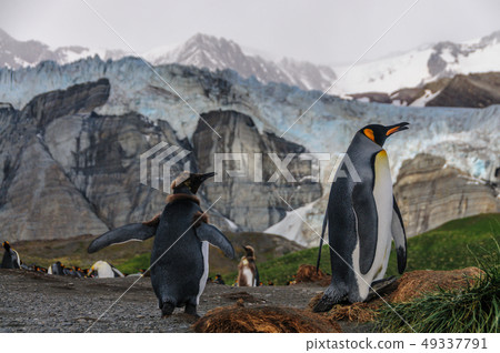King Penguins on Gold Harbour 49337791