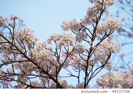Cherry blossoms and blue sky Cherry blossoms and blue sky 49337798