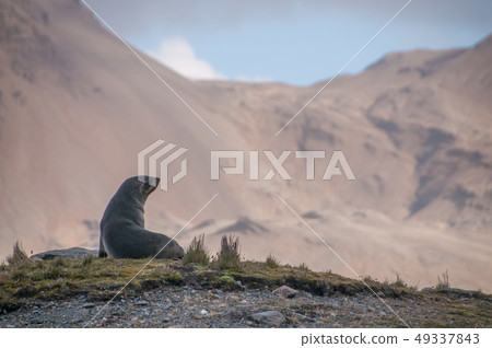 Seals at Fortuna Bay Seals at Fortuna Bay 49337843
