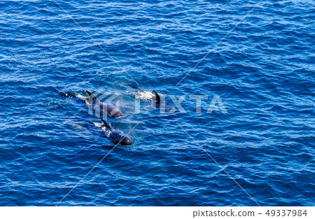 Long-Finned Pilot Whales in the Southern Atlantic Ocean 49337984