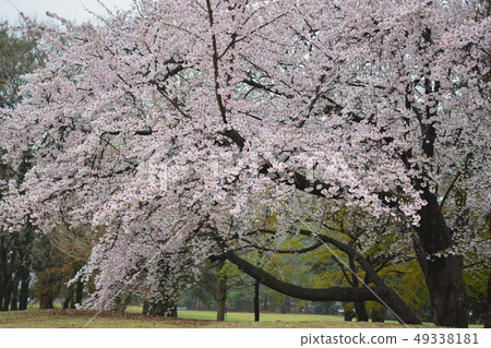 <武藏野森林>春天，野川公園的櫻花 49338181