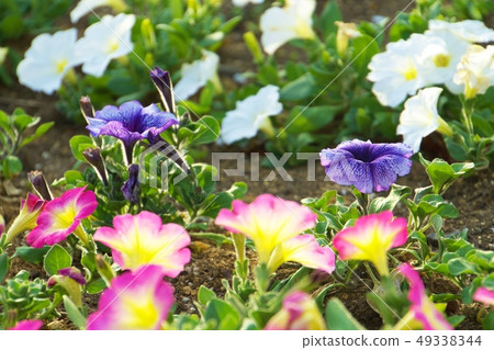 五顏六色的蝴蝶花/春天花 五顏六色的蝴蝶花/春天花 49338344