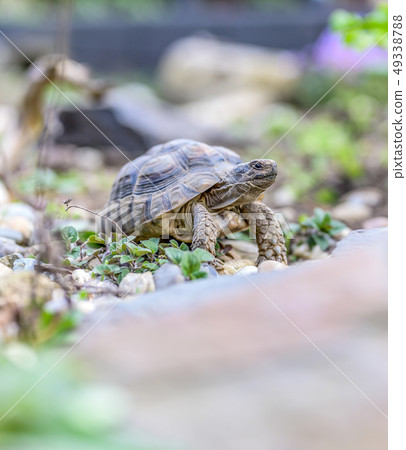 Turtle Testudo Marginata european landturtle closeup wildlife 49338788