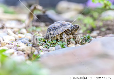 Turtle Testudo Marginata european landturtle closeup wildlife Turtle Testudo Marginata european landturtle closeup wildlife 49338789