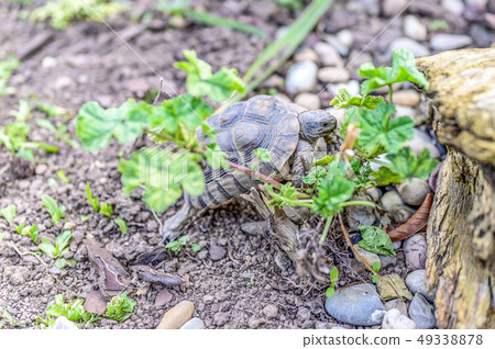 Turtle Testudo Marginata european landturtle closeup wildlife 49338878