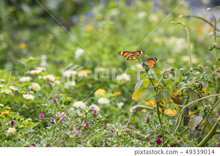 orange butterfly in spring garden orange butterfly in spring garden 49339014