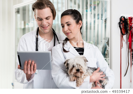 Male and female veterinarian using digital tablet Male and female veterinarian using digital tablet 49339417