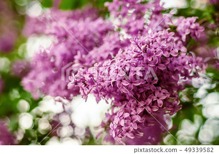Spring lilac flowers Spring lilac flowers 49339582