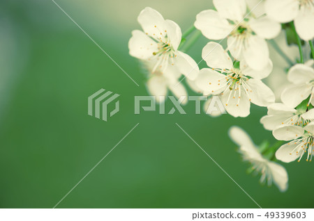 Cherry flowers frame Cherry flowers frame 49339603