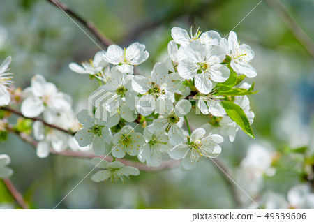 Cherry flowers frame Cherry flowers frame 49339606