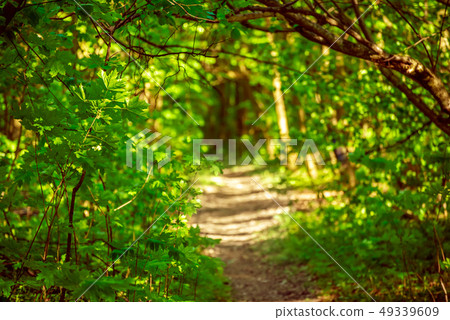 Summer green forest Summer green forest 49339609