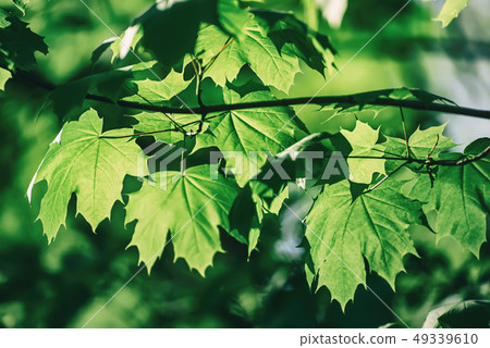 Maple leaves background Maple leaves background 49339610