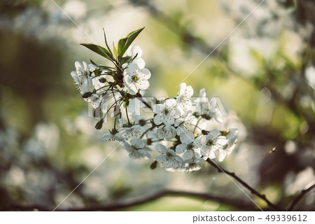 Cherry flowers frame Cherry flowers frame 49339612
