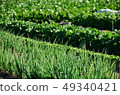 Field 49340421