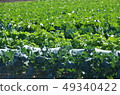 Field 49340422