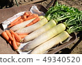 Harvested vegetables 49340520